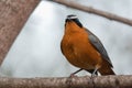 White-Browed Robin-Chat