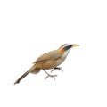 White-browed Scimitar-Babbler ,Bird and warm Royalty Free Stock Photo