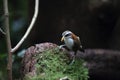 White-browed Scimitar-babbler in Da lat, Vietnam