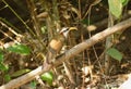 White-browed Scimitar-Babbler (Pomatorhinus schisticeps) Royalty Free Stock Photo