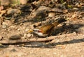 White-browed Scimitar-Babbler (Pomatorhinus schisticeps) Royalty Free Stock Photo