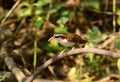 White-browed Scimitar-Babbler (Pomatorhinus schisticeps) Royalty Free Stock Photo