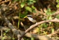 White-browed Scimitar-Babbler (Pomatorhinus schisticeps) Royalty Free Stock Photo