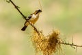 White Browed Sparrow Meaver