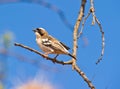 A White-browed Sparrow-weaver Royalty Free Stock Photo