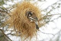 White Browed Sparrow Weaver, plocepasser mahali, Adult standing at Nest entrance, Masai Mara Park in Kenya