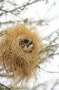 White-Browed Sparrow Weaver, plocepasser mahali, Adult standing in Nest, Masai Mara Park in Kenya
