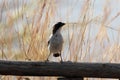 White browed sparrow weaver, Plocepasser mahali, on a fence