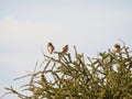 White-browed sparrow-weaver, Plocepasser mahali. Madikwe Game Reserve, South Africa