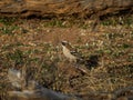 White-browed sparrow-weaver, Plocepasser mahali. Madikwe Game Reserve, South Africa