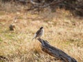 White-browed sparrow-weaver, Plocepasser mahali. Madikwe Game Reserve, South Africa