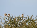 White-browed sparrow-weaver, Plocepasser mahali. Madikwe Game Reserve, South Africa