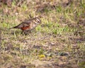 White-browed thrush on a background of grass