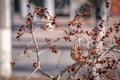 White-browed thrush on the branches of a poplar with red buds