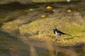 White-browed wagtail Motacilla maderaspatensis in the Hiran river.