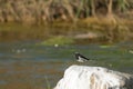 White-browed wagtail Motacilla maderaspatensis on a rock.