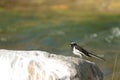 White-browed wagtail Motacilla maderaspatensis on a rock.