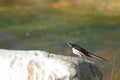 White-browed wagtail Motacilla maderaspatensis on a rock.