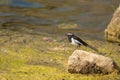 White-browed wagtail Motacilla maderaspatensis on a stone.