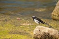 White-browed wagtail Motacilla maderaspatensis on a stone.