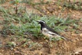 Wagtail Motacilla maderaspatensis