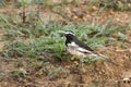 Wagtail Motacilla maderaspatensis