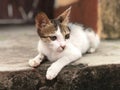 White and brown aegean cat sits on a stone step, looking intently with its green eyes Royalty Free Stock Photo
