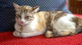 White brown annoyed cat on red sofa Royalty Free Stock Photo