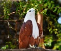 White and brown asian eagle