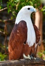 White and brown asian eagle