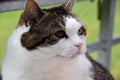 white and brown attentive cat macro shot of the face Royalty Free Stock Photo