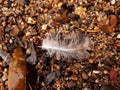 White and Brown Baby Feather on the Beach Royalty Free Stock Photo
