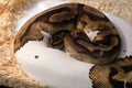 White and brown Ball Python, royal snake reptile animal Royalty Free Stock Photo