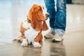 White And Brown Basset Hound Dog Portrait With Royalty Free Stock Photo