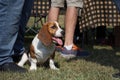 White And Brown Basset Hound Dog Portrait sitting by owner at an Event Royalty Free Stock Photo