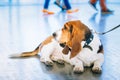 White And Brown Basset Hound Dog Royalty Free Stock Photo