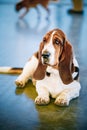 White And Brown Basset Hound Dog Royalty Free Stock Photo