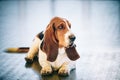 White And Brown Basset Hound Dog Royalty Free Stock Photo