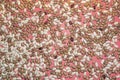 White and brown beans on pink paper, background Royalty Free Stock Photo