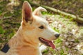 White an brown big dog sitting on the grass in the forest. Adorable cute puppy in the park . Royalty Free Stock Photo