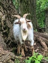 White and brown billy goat with horns and beard