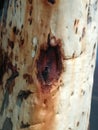 White and brown birch bark pattern outdoor trees