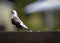 White and brown bird singing on balcony
