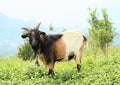 White, brown and black goat