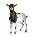 White, brown and black spotted pygmy goat, isolated on white background Royalty Free Stock Photo