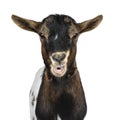 White, brown and black spotted pygmy goat, isolated on white background