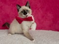 white and brown and blue eyed kitten cat wearing a pink bow tie portrait with paw up Royalty Free Stock Photo