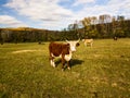 Bull. cows graze on pasture in autumn. cattle in field. livestock and farming.