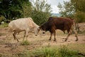 White and brown bulls bump heads together