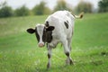 A white-brown calf stands in a meadow with green grass. In warm season outdoors from low angle view Royalty Free Stock Photo